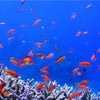 Snorkelling: nailing your underwater photos on holiday